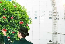 Free spiny na slocie Fruit Shop w Mr Green